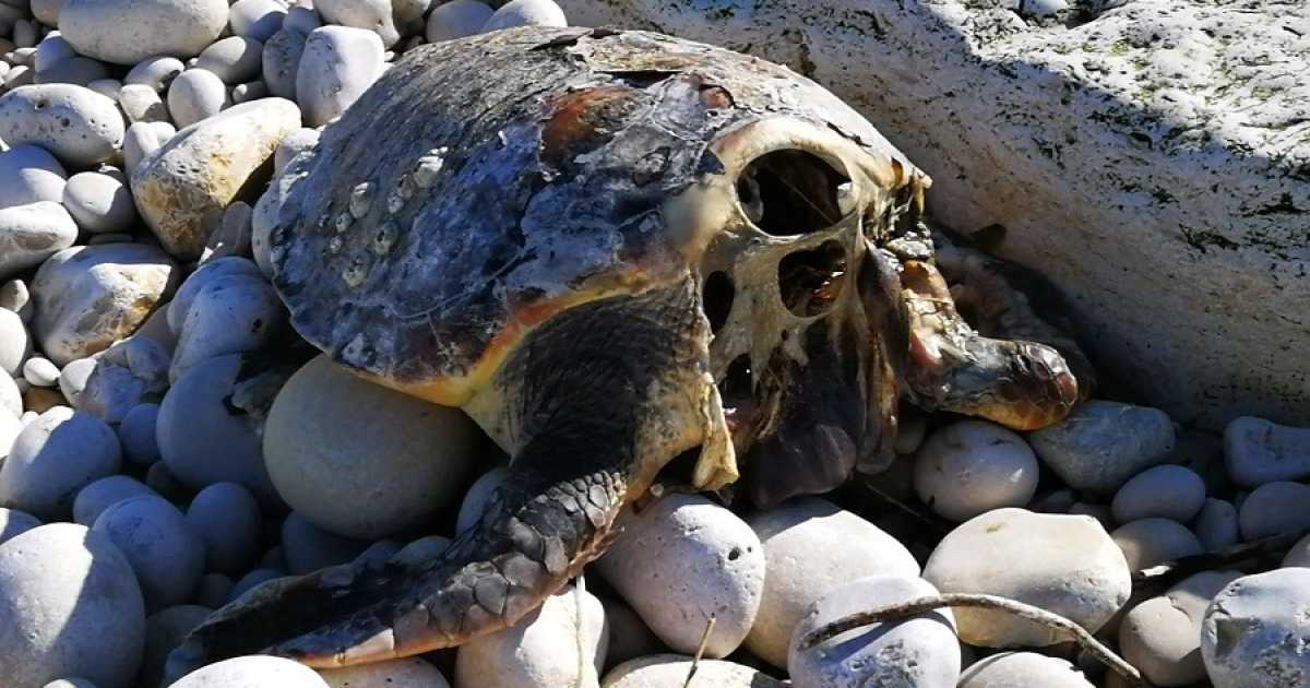 Tartarughe decapitate, �nessuna superstizione: a ucciderle un gruppo di "pirati"�